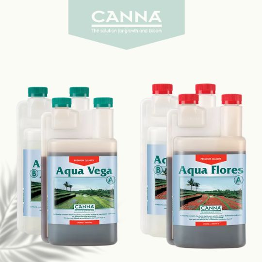 canna aqua